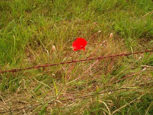 Klatschmohn